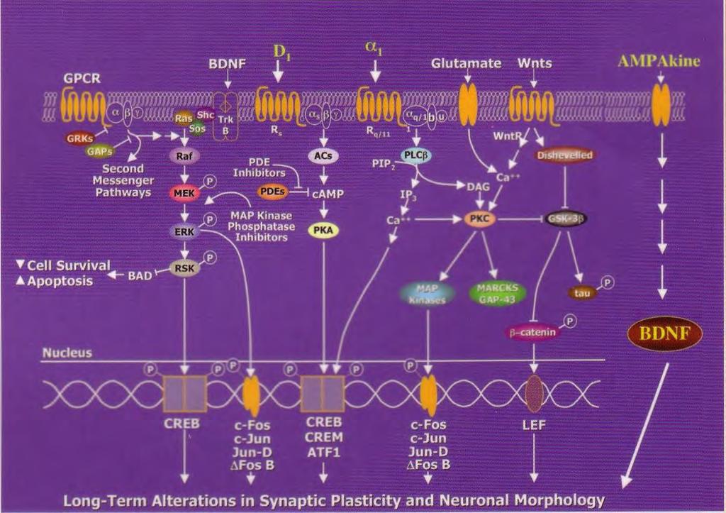 Intracellular Signaling Pathways Involved in