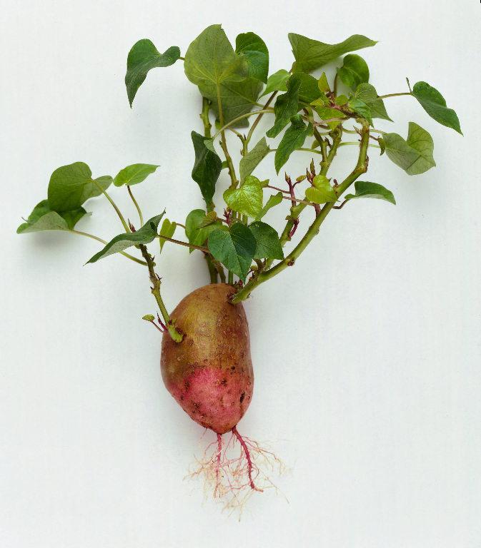 From tuber: Potato