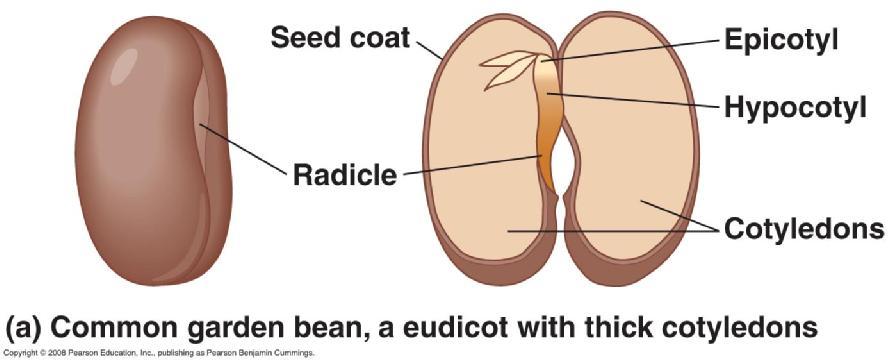 Embryos in Dicots and Monocots In a common garden bean, a eudicot