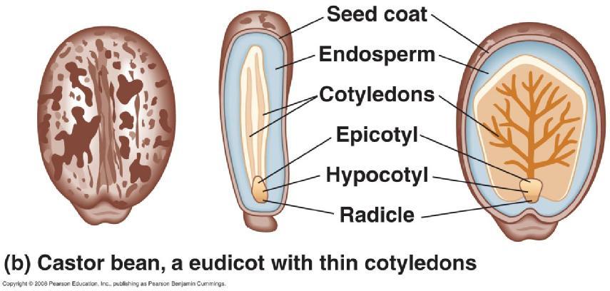 Embryos in Dicots and Monocots The seeds of other eudicots,