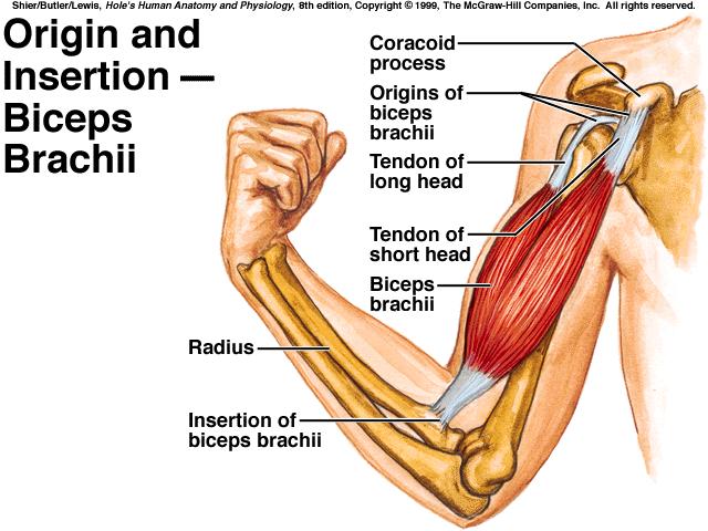 Major Skeletal Muscles A. Muscles are named according to any of the following criteria: size, shape, location, action, number of attachments, or direction of its fibers. B.