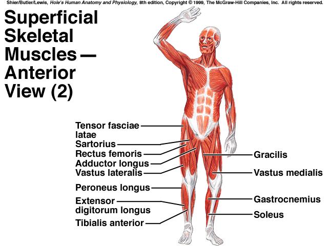 Muscles that Move the Arm *connect humerus to various regions of the pectoral girdle, ribs, & vertebral column G. Muscles that Move the Forearm *connect radius & ulna to humerus & pectoral girdle H.