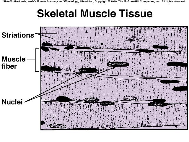 C. Each muscle is an organ, comprised of skeletal muscle tissue, connective tissues, nervous tissue, and blood. D. Skeletal muscles, as organs, make up the muscular system.