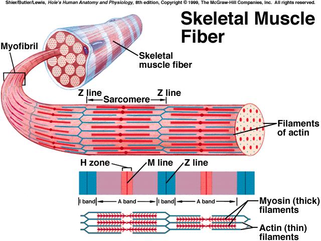called *fascicles bundles of skeletal muscle fibers in each section *endomysium the sheath of connective tissue surrounding each skeletal muscle fiber SKELETAL MUSCLE FIBERS *a skeletal muscle fiber
