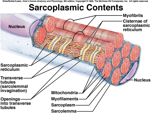 Each tropomyosin is held in place by a troponin molecule, forming a troponin & tropomyosin complex *sarcomere segment of a myofibril that extends from one Z line to the next Z line *sarcoplasmic