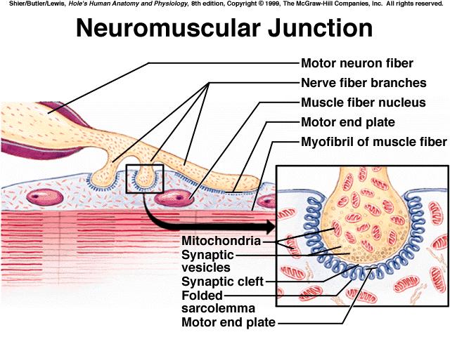 *synaptic cleft a small gap between the membrane of the nerve fiber & the membrane of the muscle fiber *neurotransmitter a chemical that is released when nerve impulses from brain or spinal cord