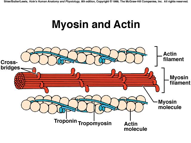 acetylcholine is released in synaptic cleft (gap) between the nerve fiber & the motor end plate; ACh diffuses rapidly across synaptic cleft & stimulates the muscle fiber; the response is a muscle