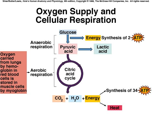 OXYGEN SUPPLY & CELLULAR RESPIRATION *anaerobic respiration yields few ATP molecules & aerobic respiration produces many ATP molecules *hemoglobin in red blood cells carries O2 from the lungs to body