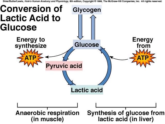 aerobic respiration during rest or moderate exercise *lactic acid accumulates during anaerobic respiration when O2 deficiency occurs *oxygen debt - O2 has to be present to convert lactic acid to to