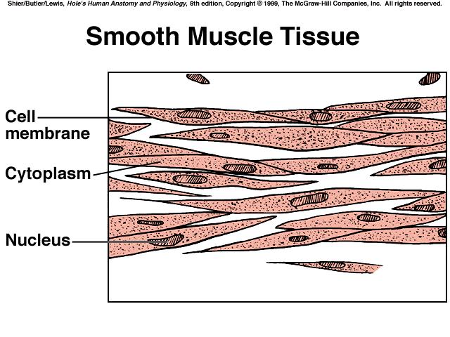 FAST & SLOW TWITCH MUSCLE FIBERS *muscle contraction speed = s a muscle s specific function *slow-contracting (red) muscles can generate ATP fast enough to keep up contractions for long periods of