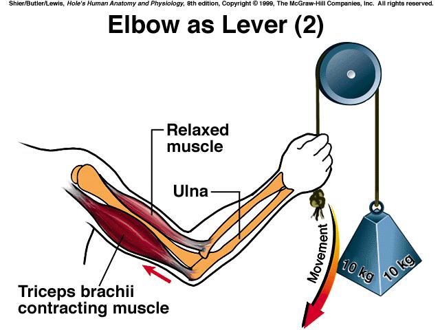Body Movement *bones & muscles function as levers for movement *4 components of a lever: rod, pivot, resistance, energy 1) rigid bar or rod 2) pivot or fulcrum on which the bar turns 3) object moved