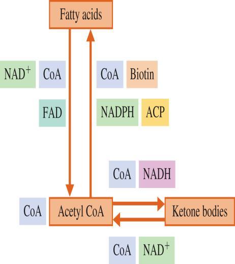 carbohydrate metabolism: Thiamin as TPP (vitamin B1) Riboflavin as FAD, FADH 2 & FMN (vitamin B2) Niacin as NAD + & NADH (vitamin B3)