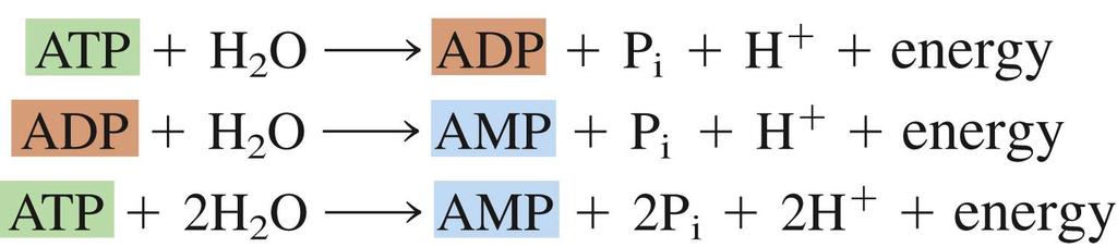 ATP Hydrolysis ATP & ADP molecules readily undergo hydrolysis