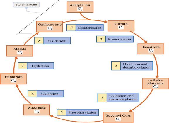 Citric Acid Cycle (CAC) Citric acid cycle (CAC) takes place in the mitochondria Acetyl groups are oxidized during the CAC Produces CO 2, energy, NADH, FADH 2 Most energy derived from the CAC is