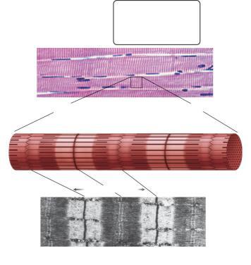 13 14 Structure of Skeletal Muscles Covered by fascia Contains Bundles of skeletal muscle fibers (cells) Fascicles Covered by connective tissue Blood vessels and nerves between the fascicles