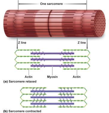 line Z line One sarcomere Actin Myosin (d) A sarcomere, the contractile unit of a skeletal muscle, contains actin and Copyright 2009 myosin Pearson