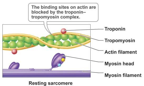 released 3) Neurotransmitters bind to the receptor on the sarcolemma 4) The receptors are ion channels that