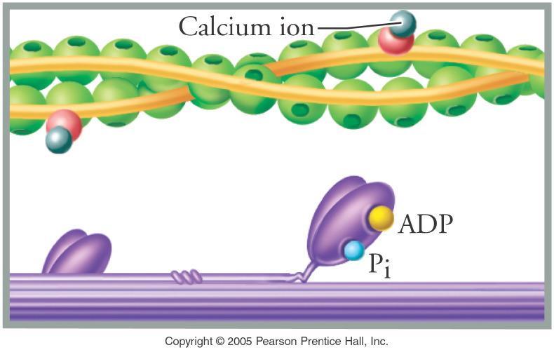 ATP is needed for the myofilaments to slide past each other 37 38 Review
