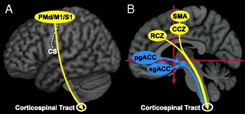 Origin and pathways for top-down influence over the adrenal medulla by the cerebral