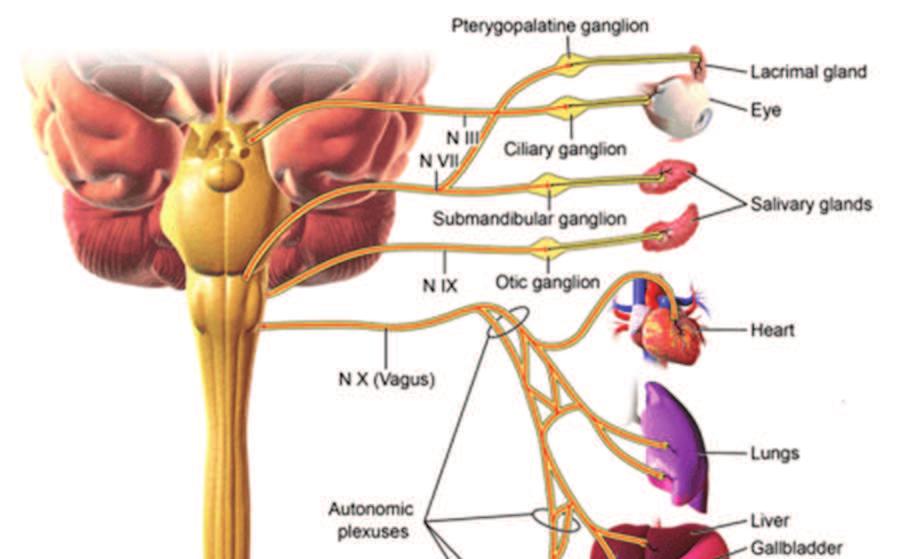 preganglionic neurons are located in the nuclei of four cranial nerves in the area