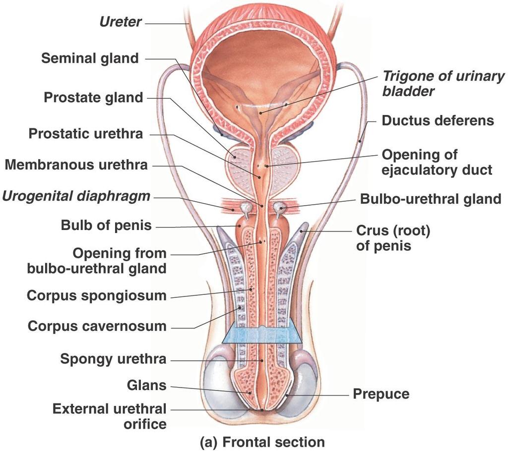 Anatomy of the Male Reproductive System