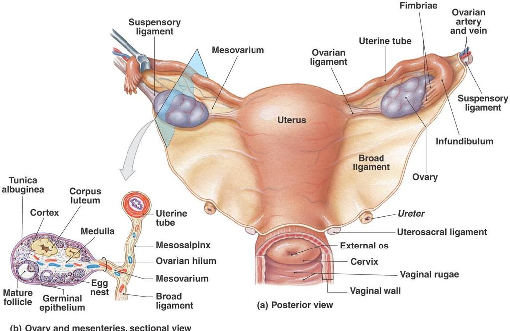 Anatomy of the Female Reproductive System Figure 27.