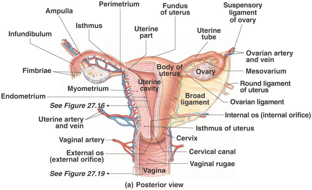 Anatomy of the Female
