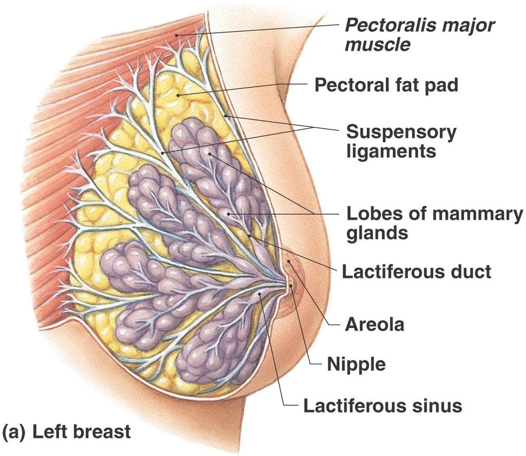 Anatomy of the Female Reproductive