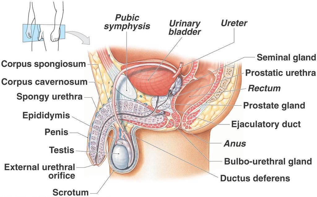 Anatomy of the Male Reproductive System