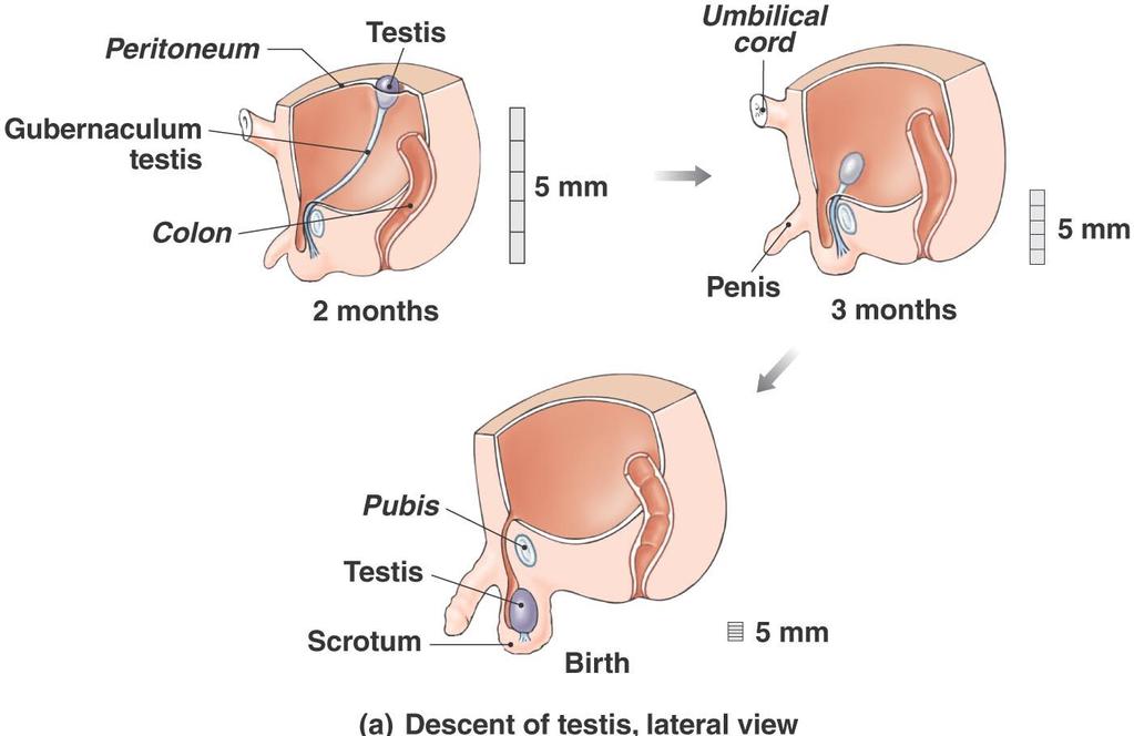 Anatomy of the Male Reproductive