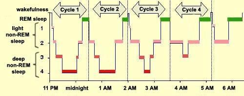 Rapid eye movement sleep (REM sleep) Unique phase of sleep only (in mammals & birds) Low muscle tone throughout the body (like being paralyzed!
