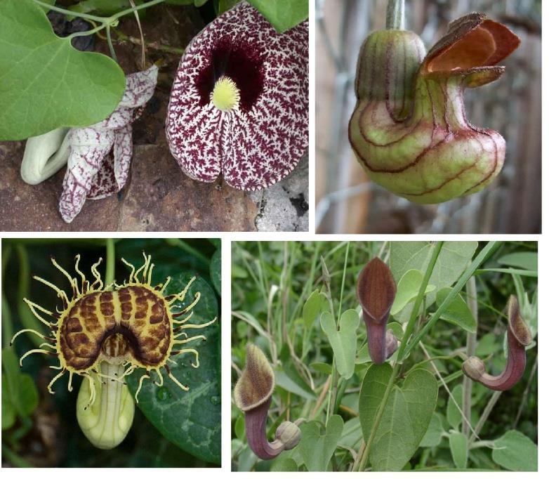 Aristolochic Acid (AA) ~ The major active components within the Aristolochia species (also known as birthworts, pipevines or dutchman s pipes).