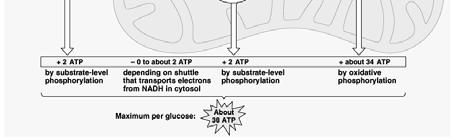 Metabolic Pathways Catabolic pathways feed into the