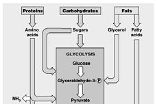 Polysaccharides are broken down into glucose, which h