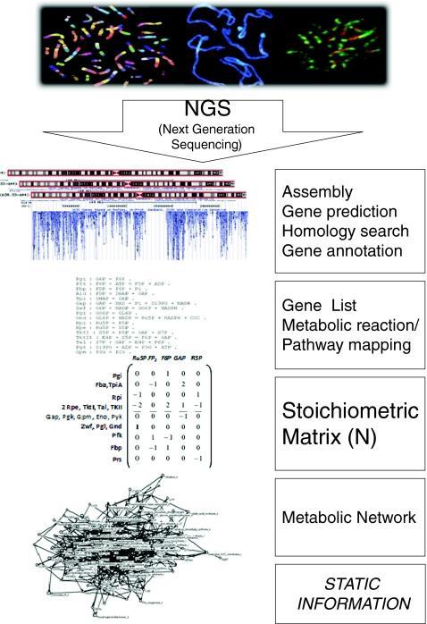 Unpredictability of metabolism--the key role of metabolomics science in combination with