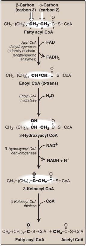 3- A second oxidation reaction that produces NADH, catalyzed by a 3-hydroxyacyl CoA dehydrogenase. 4- Finally, a thiolytic cleavage that releases a molecule of acetyl CoA, catalyzed by thiolase.
