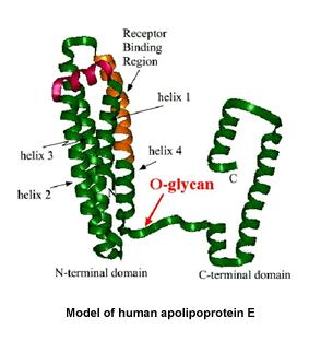 Apolipoprotein E Liver (80-90%), brain and