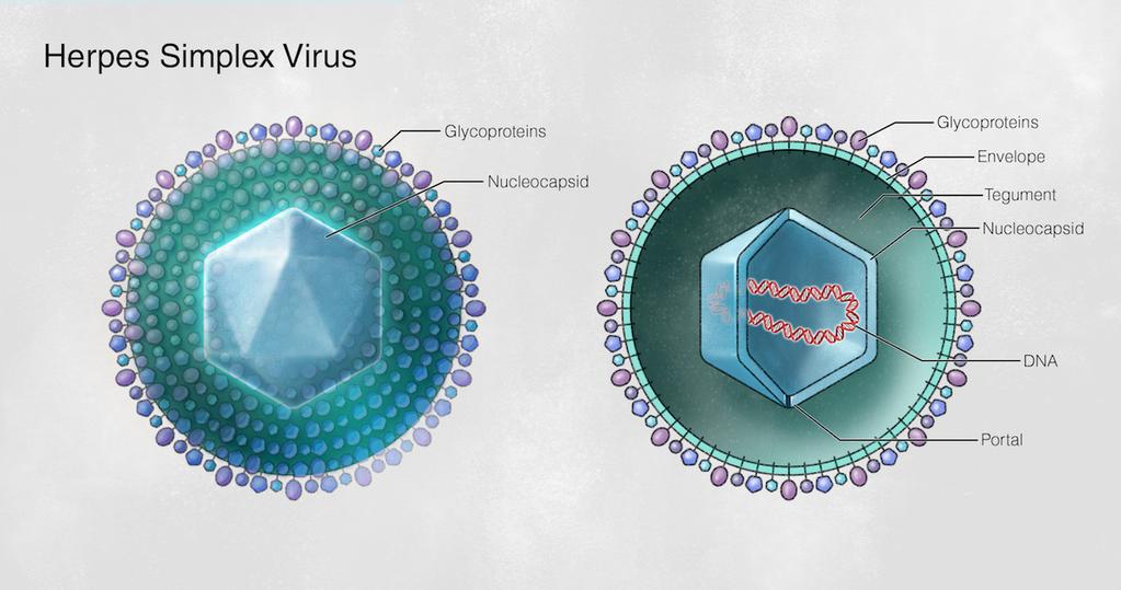 Figure 5 Basic Structure of Herpes Simplex Virus Herpes simplex virus is approximately 150 to 200 nm diameter.