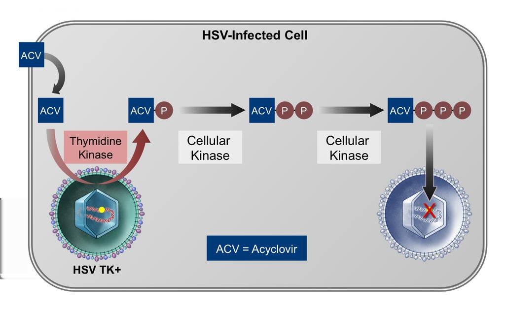 Figure 14 Acyclovir Mechanism of Action As acyclovir enters cells infected with HSV, it is initially activated by the viral thymidine kinase (TK); the second and third
