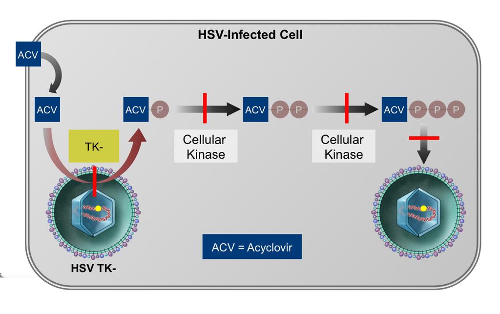 Figure 15 Acyclovir-Resistant HSV Most acyclovir-resistant HSV occurs via the mechanism of decreased or absent production of thymidine kinase (TK) by HSV.