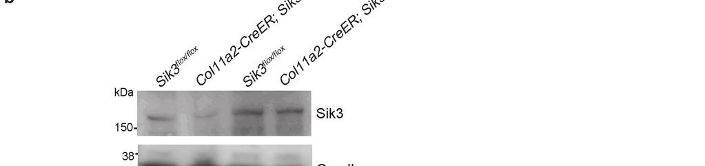 Supplementary Figure 3. Generation of tamoxifen-inducible Sik3 conditional knockout mice.