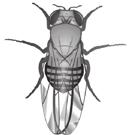 10 7. A grey-bodied fruit fly was mated with a black-bodied fruit fly. All the F1 offspring were grey-bodied.
