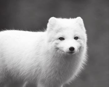 3 2. The photograph below shows an arctic fox. small ears white hair thick hair (a) The arctic fox (Alopex lagopus) is a mammal belonging to the Phylum Vertebrates.