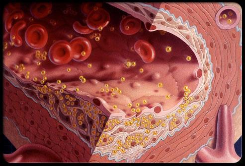 Cholesterol Testing People older than 20 should have their cholesterol levels checked at least once every five years.