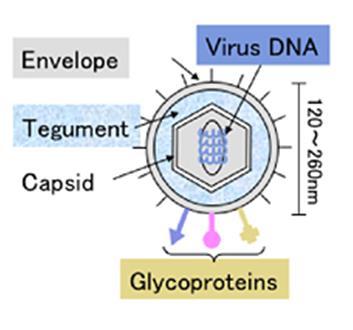 Structure of the virion All herpesviruses are morphologically identical: They have a large double stranded DNA genome.