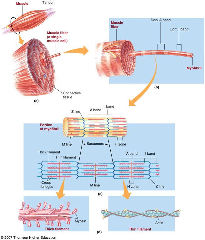 muscle its striations Summary: Myosin (thick)
