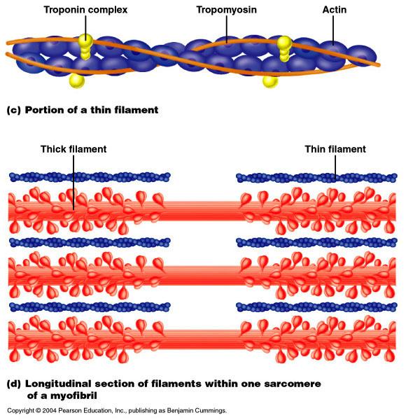 Proteins that regulate the binding of myosin Tropomyosin spirals around actin, blocks active site when muscle is relaxed Troponin contains three binding sites Binds to actin Binds to tropomyosin and