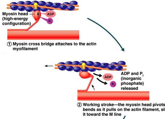 active binding sites allowing them to be exposed for myosin to attach Sliding Filament Theory Sliding Filament