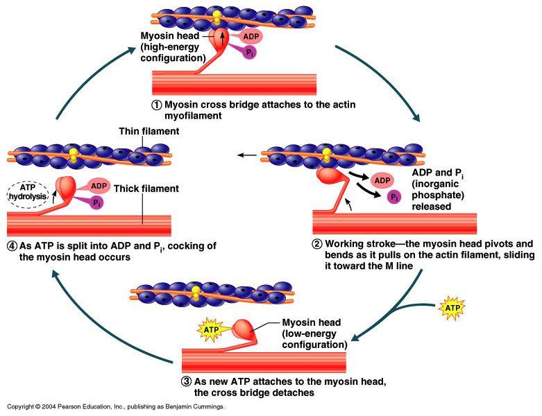 roles back over the binding sites, and the muscle fiber relaxes Tension force muscle exerts on an object when contracted Load or resistance is the opposing force exerted on the muscle Muscle tension