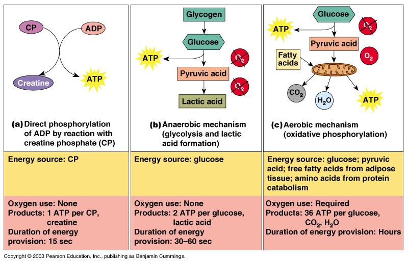 Metabolism Role of ATP - muscles need a constant supply of ATP to carry out contractions For cross bridge formation and power stroke For disconnecting of cross bridges For active transport of calcium